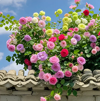 Elegant Climbing Rose Flower Seeds