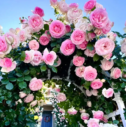 Elegant Climbing Rose Flower Seeds