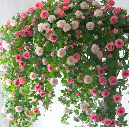 Elegant Climbing Rose Flower Seeds