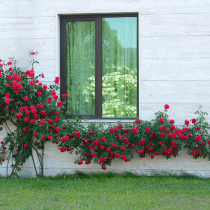 Elegant Climbing Rose Flower Seeds