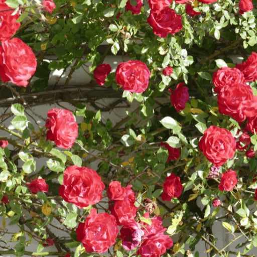 Elegant Climbing Rose Flower Seeds