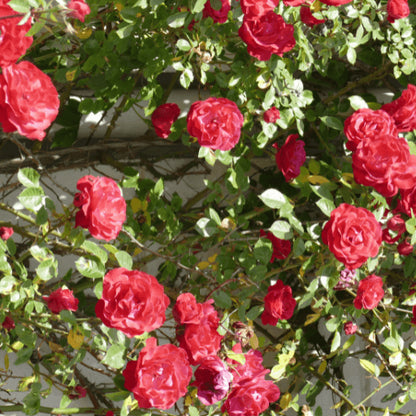 Elegant Climbing Rose Flower Seeds