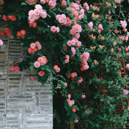 Elegant Climbing Rose Flower Seeds